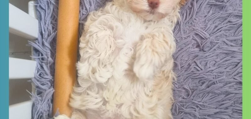 Add a little bit of body text 2026 02 07T142335.928