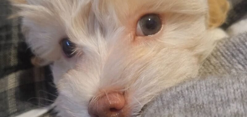 Add a little bit of body text 2026 02 07T142554.281