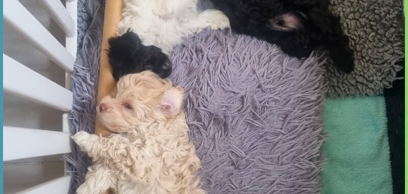 Add a little bit of body text 2026 02 07T142701.608