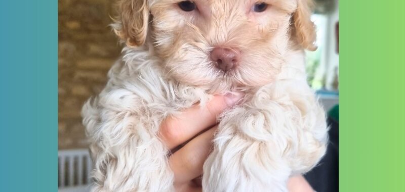 Add a little bit of body text 2026 02 07T142941.921