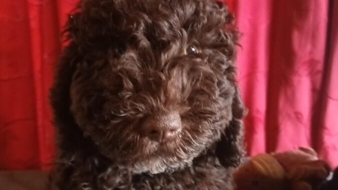 Brown Dog white on chest