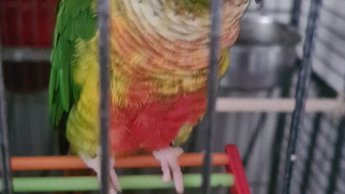 IMG 20260217 WA0006 1