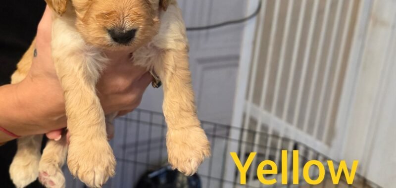 InCollage 20260126 140853722