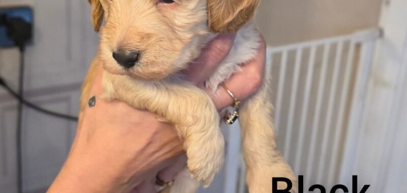 InCollage 20260126 141029166