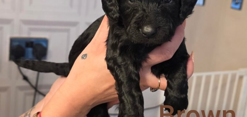 InCollage 20260126 141247752