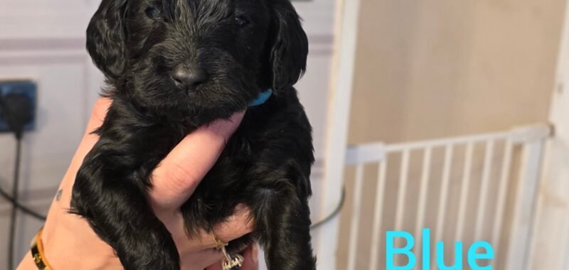 InCollage 20260126 141357097