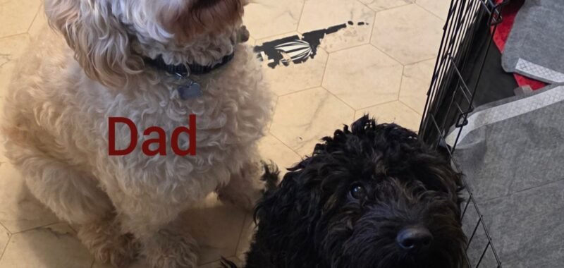 InCollage 20260126 142046873