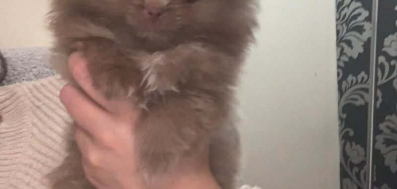 Messenger creation 215C1E50 E67A 4B5E A289 F42E78E39484