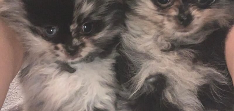 Messenger creation 67BE114B AB1B 44E5 9271 61C2C3DCBA67