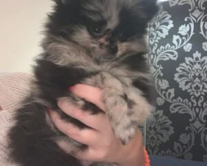 Messenger creation 6CA20CAF 870C 4826 80C9 2A92D8F4C24E