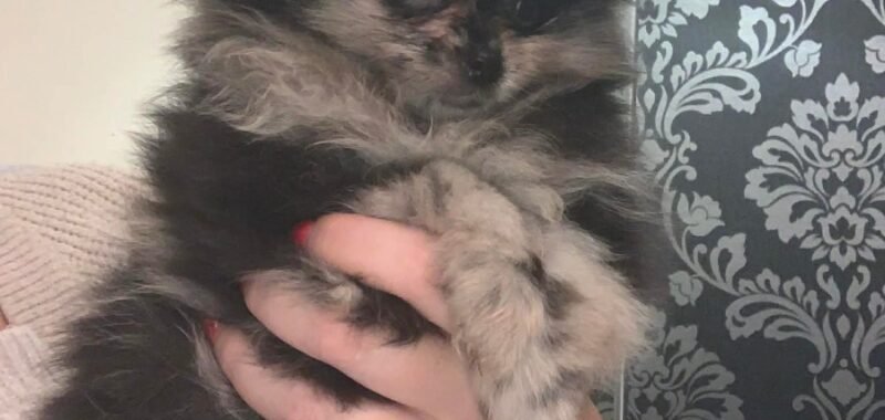 Messenger creation 6CA20CAF 870C 4826 80C9 2A92D8F4C24E