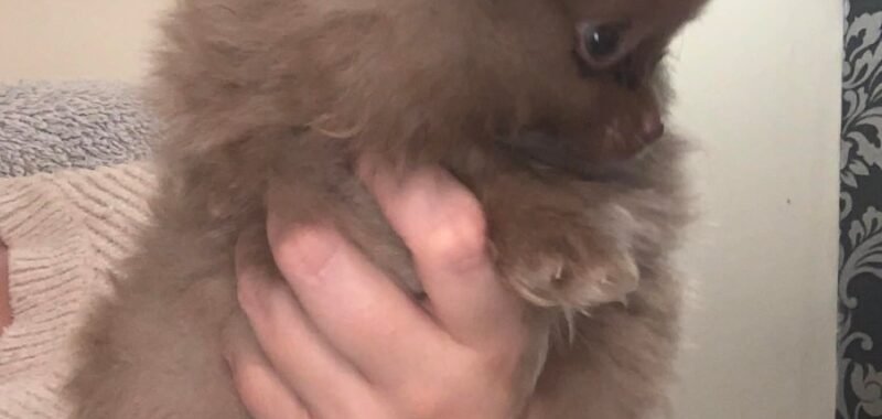 Messenger creation 6F3E074B C691 4C4A 822A D6704BDE4A94