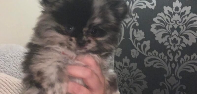 Messenger creation C81CFF27 FCD0 4DB5 89FB EA1AAA60311E