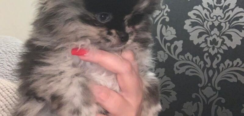 Messenger creation DFBB2707 4CEE 4BFA AD85 4CF1DDFA6D55