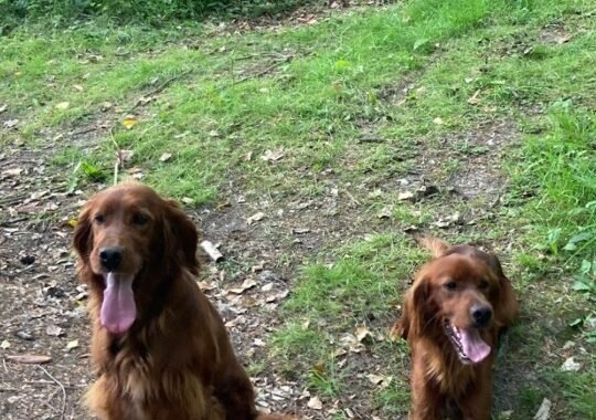 Screenshot 20260102 183139 WhatsApp