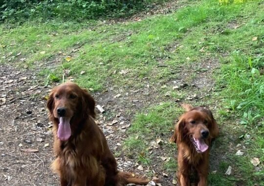 Screenshot 20260206 214745 WhatsApp