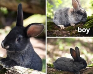 Screenshot 20260211 074003 Photo Collage Maker