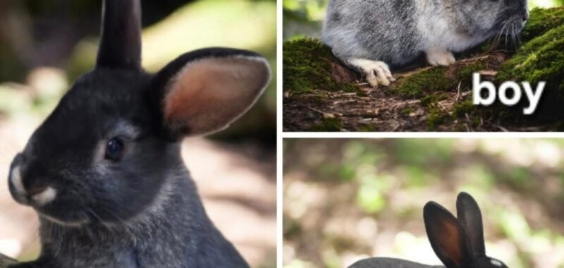 Screenshot 20260211 074003 Photo Collage Maker