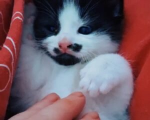 Screenshot 20260218 161458 Video Player