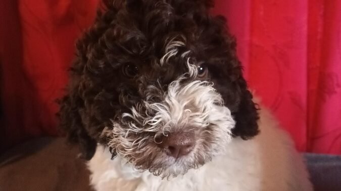 White Bitch with Brown Face