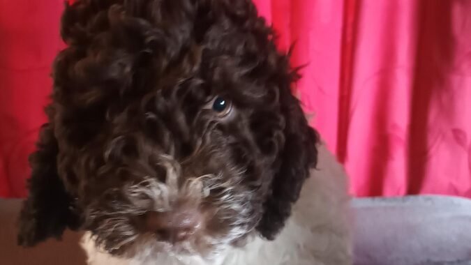 White Dog with Brown Face