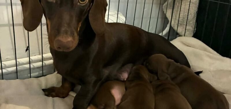 att. z69WSuIaTlErrcGd0lJwi0lX4W5pjTzv9OV9qEkW1A