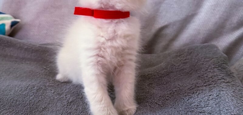 1B1477EA D0EB 41FF 9DE0 9A0416B5DC33