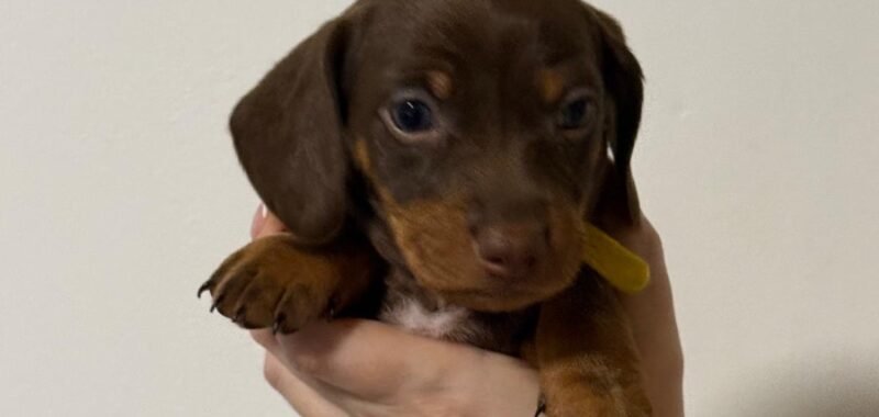 242e0c55 4d2b 42af b9cb 45e00423cc39