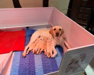 2a92585f d1d9 462d b2c6 caaa5387b816