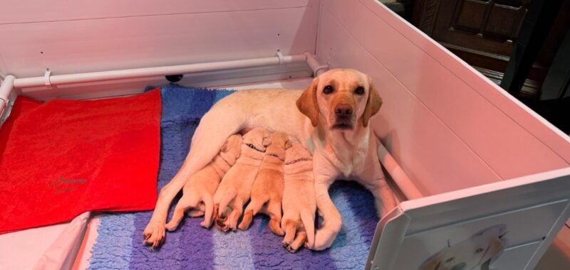 2a92585f d1d9 462d b2c6 caaa5387b816