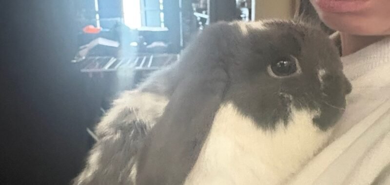 40682881 1302 45cb 91ce 5815e1f7dfed