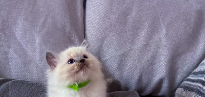 45B383EB E5F9 45D7 B342 F82DC5610926