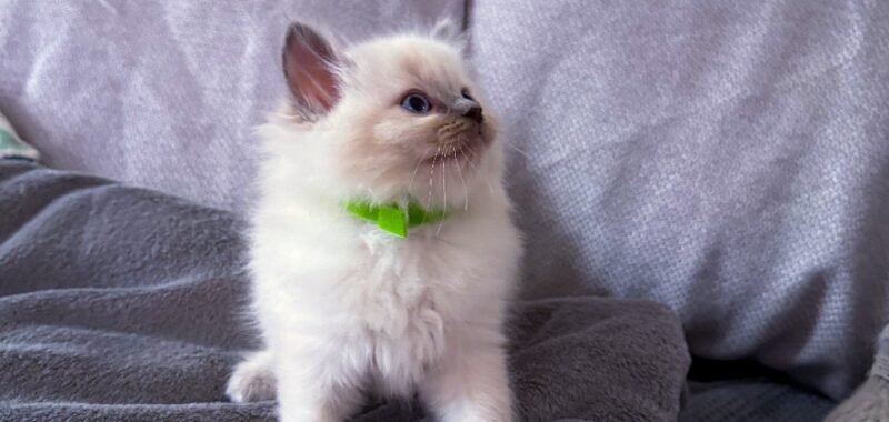 4EDAB216 35E0 49B4 9972 5DB1595740A8