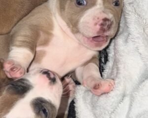 6BBE71F1 EF1A 4DA7 A44A 736F4F904ADE