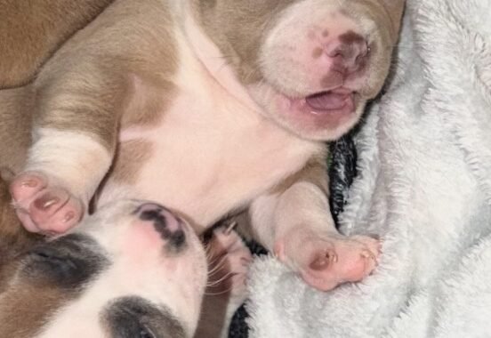 6BBE71F1 EF1A 4DA7 A44A 736F4F904ADE