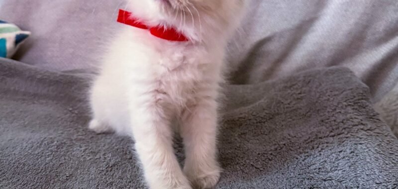 7C2DE2D4 0EA8 48E5 BC99 0464FAF1BBE8