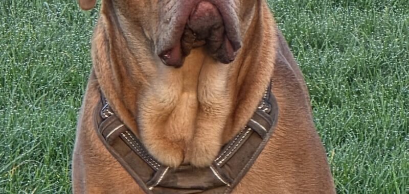 82aa72df 1fe0 4fa0 a739 846275310216