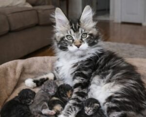 8796C553 2A7A 47D3 B908 BE54A27AA96B