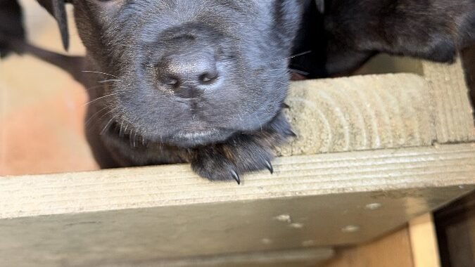 954F6CAC D61D 4DD9 8C84 D411B87F12AC