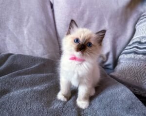 C26B4816 BD15 4781 AC48 0CA80B4540CA