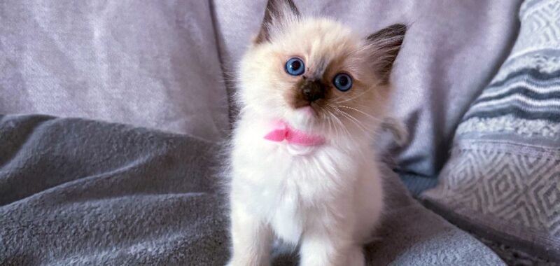 C26B4816 BD15 4781 AC48 0CA80B4540CA