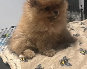 C9E7C08F 1036 4B98 8839 A28E2449814A