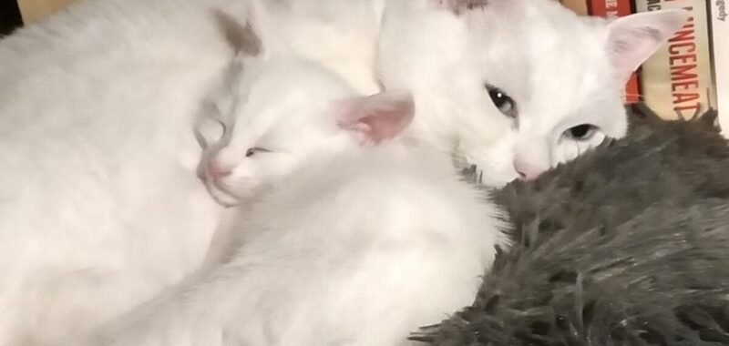 CATS26 CASPER LWHITE