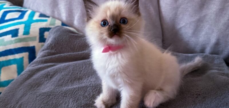 CD205999 B1AE 47C0 8E46 3AFADC58087E