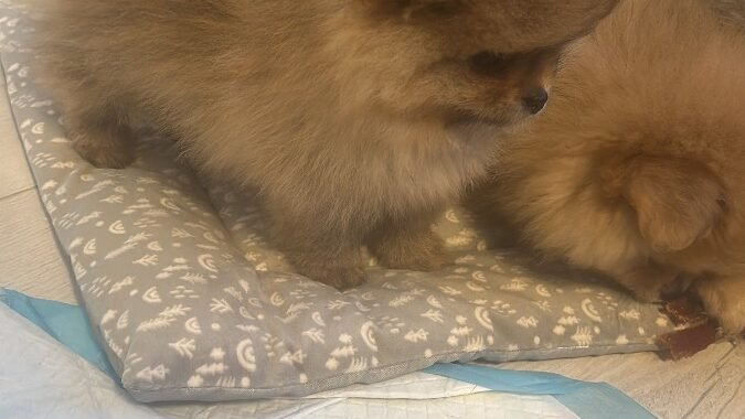 CDE64551 C133 42D7 8E51 D992FEB4FAE9