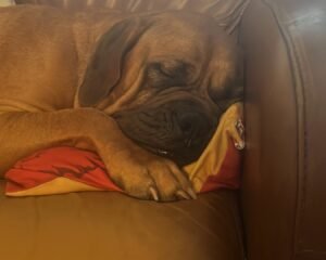 E88ECC63 FC85 4A0D AEE6 2223F321DE59