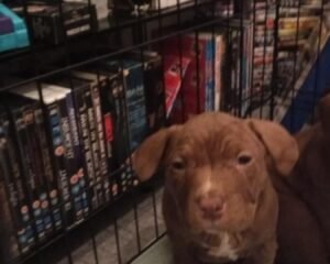 Messenger creation F6CD2429 F53D 4540 9DD1 66D7E36DD815