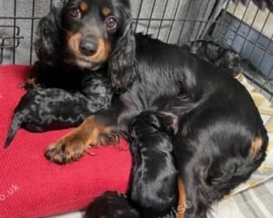 Screenshot 20260322 120425 WhatsApp