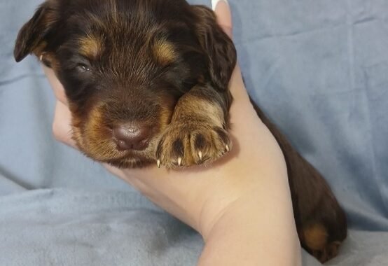 Screenshot 20260327 131721 Messages