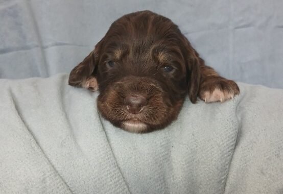 Screenshot 20260327 131947 Messages